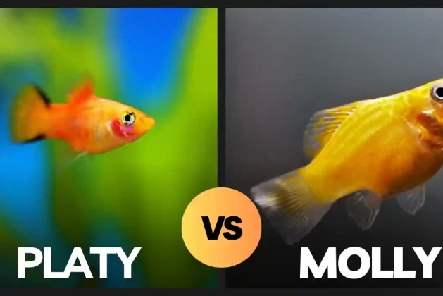 Exploring the Compatibility of Platies and Mollies