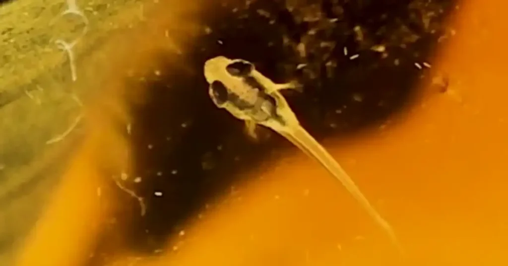A betta fry