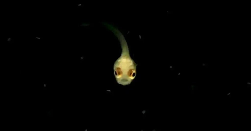 Zoomed in view of a betta fry