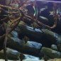Brackish Club