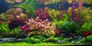 Planters