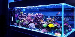 Saltwater Club