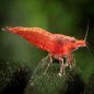 Shrimp Keepers