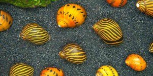 Snail Keepers