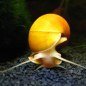Snail Keepers
